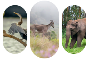 Water bird in Kumarakom backwaters, Mountain Goat in Eravikulam National Park and Elephant in Munnar