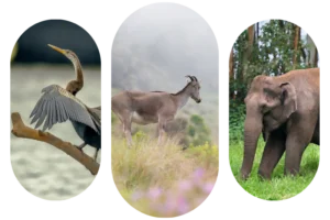 Water bird in Kumarakom backwaters, Mountain Goat in Eravikulam National Park and Elephant in Munnar