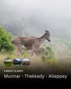 Mountain Goat in Eravikulam National Park, Munnar