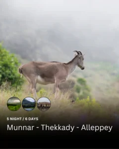 Mountain Goat in Eravikulam National Park, Munnar