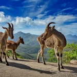 Nilgiri Thar