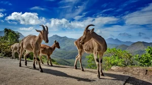 Nilgiri Thar