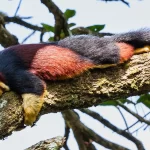 Indian Giant Squrrel