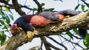 Indian Giant Squrrel