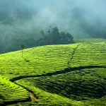 Munnar Tea Plantation