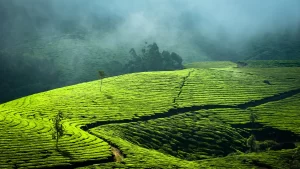 Munnar Tea Plantation