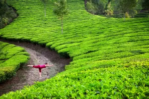 Yoga in Munnar Tea Plantation