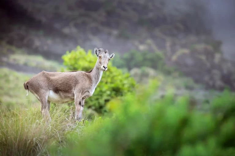 Nilgiri Tahr – Rare Mountain Wildlife of the Western Ghats