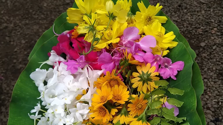 Assorted colorful flowers collected in a taro leaf for creating a traditional Onam Pookalam, symbolizing unity, harmony, and cultural diversity during Kerala's harvest festival.