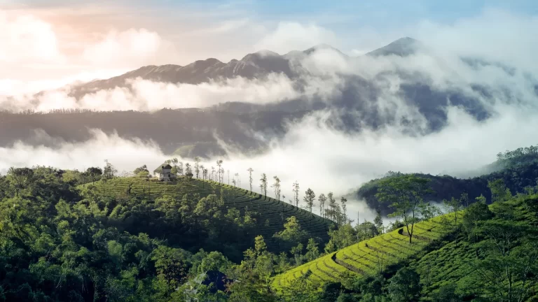 Misty mountains behind a tea plantation bordering a forest, with rolling green hills and cozy cottages nestled in the scenic landscape.